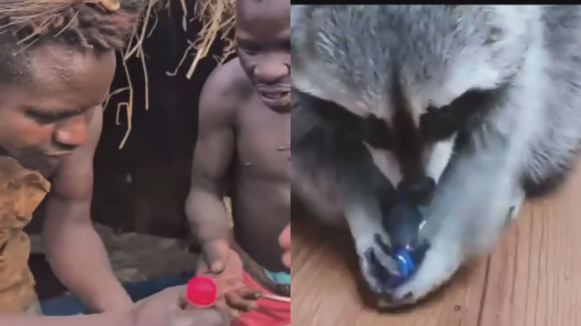Suns vs animals