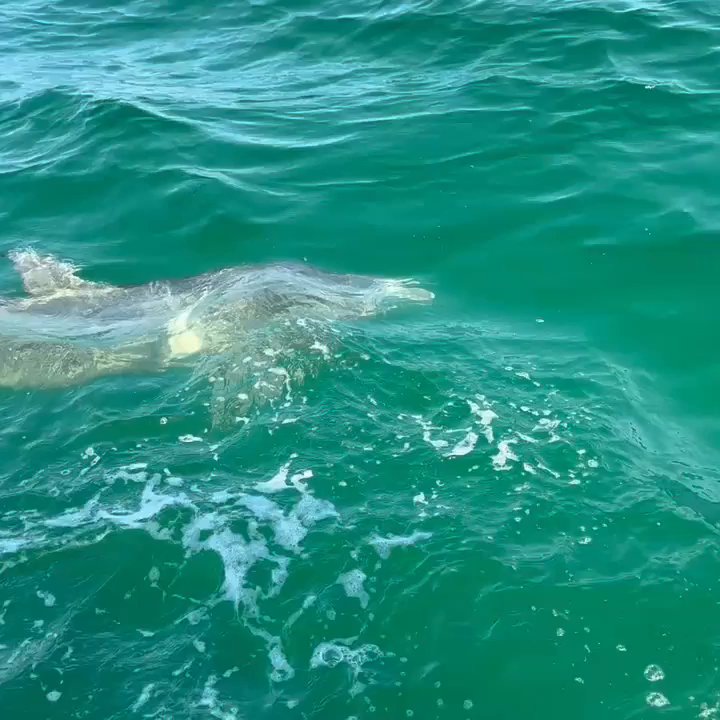 Scallywag Charters - Dolphin was following us for any fish we released. He was awesome! - Fishing Near Me - Destin, Florida