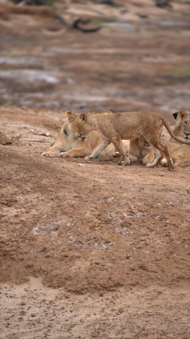How Well Do You Know Lions?