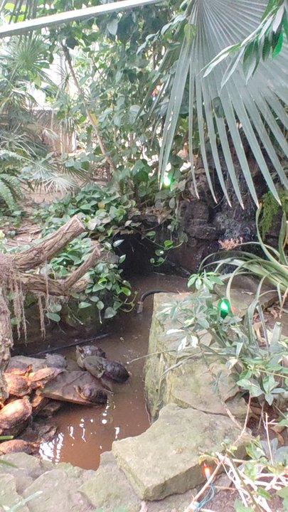 Lamberton Conservatory - Botanical Gardens Near Me - Rochester, New York