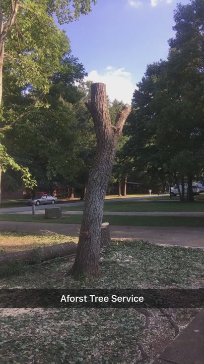 Aforst Tree Services - Workflo - Tree Services Near Me