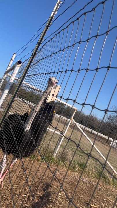 Blue Ostrich Winery - Wineries Near Me - Saint Jo, Texas