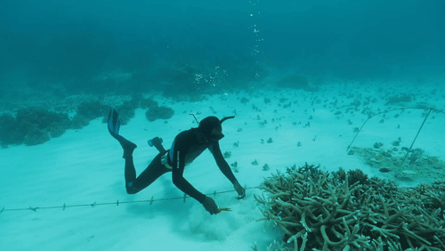 Coral Reef Restoration in Pele, Vanuatu animated gif