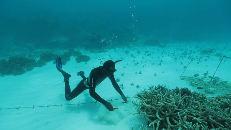 Coral Reef Restoration in Pele, Vanuatu poster
