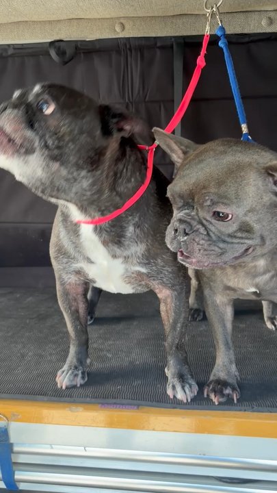 Muddy Mutts Mobile Grooming - They just love Brian and Ludy! - Pet Groomers Near Me