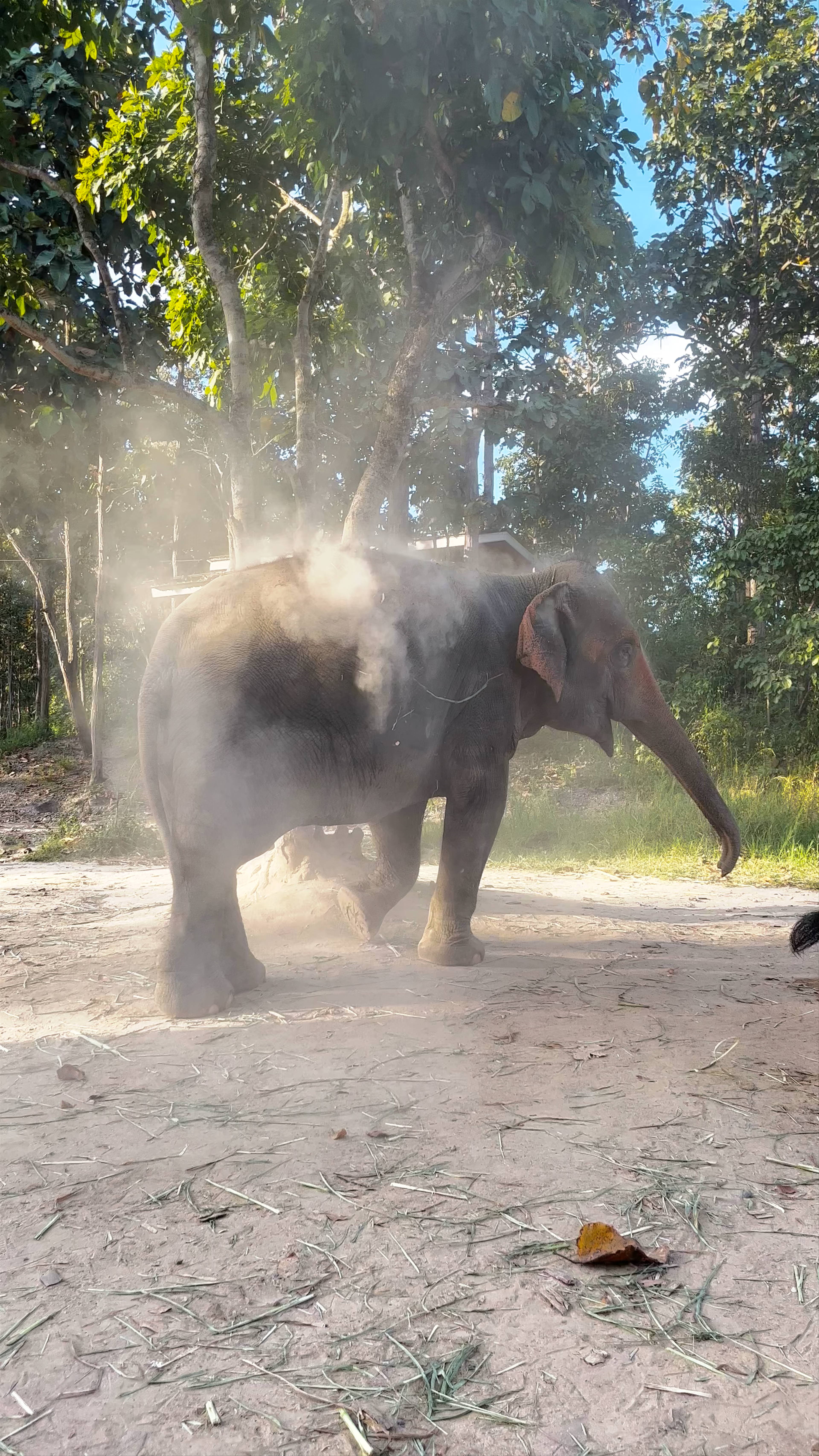 Maerim Elephant Sanctuary: Serene Moments with Gentle Giants in Chiang Mai