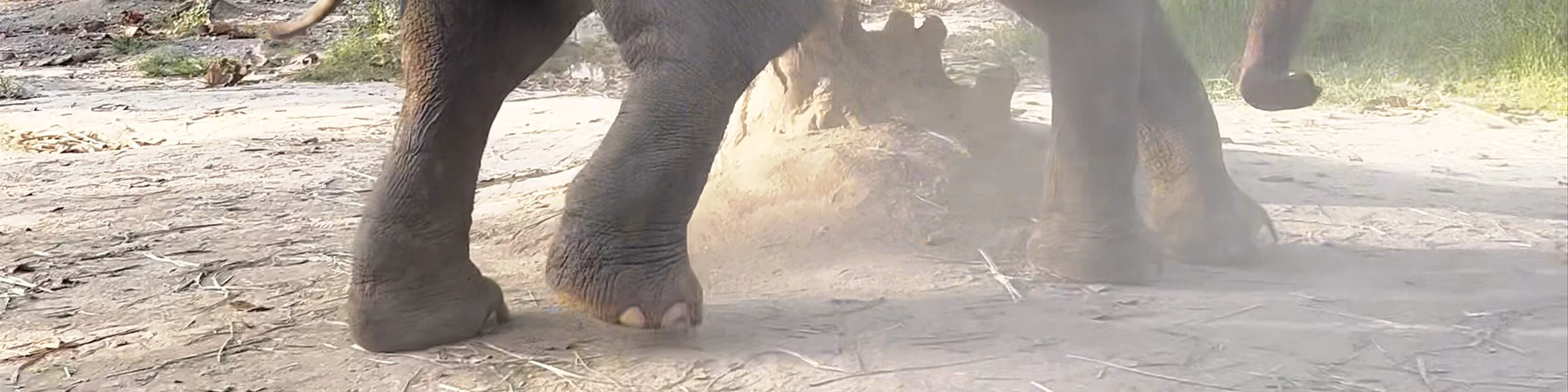 Maerim Elephant Sanctuary