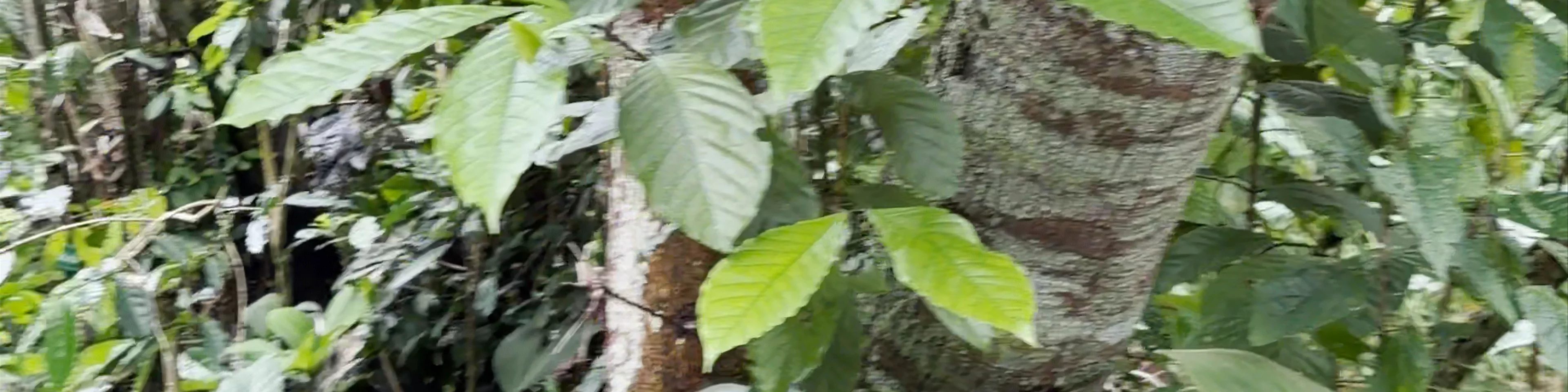 Bali Cat Poo Chino