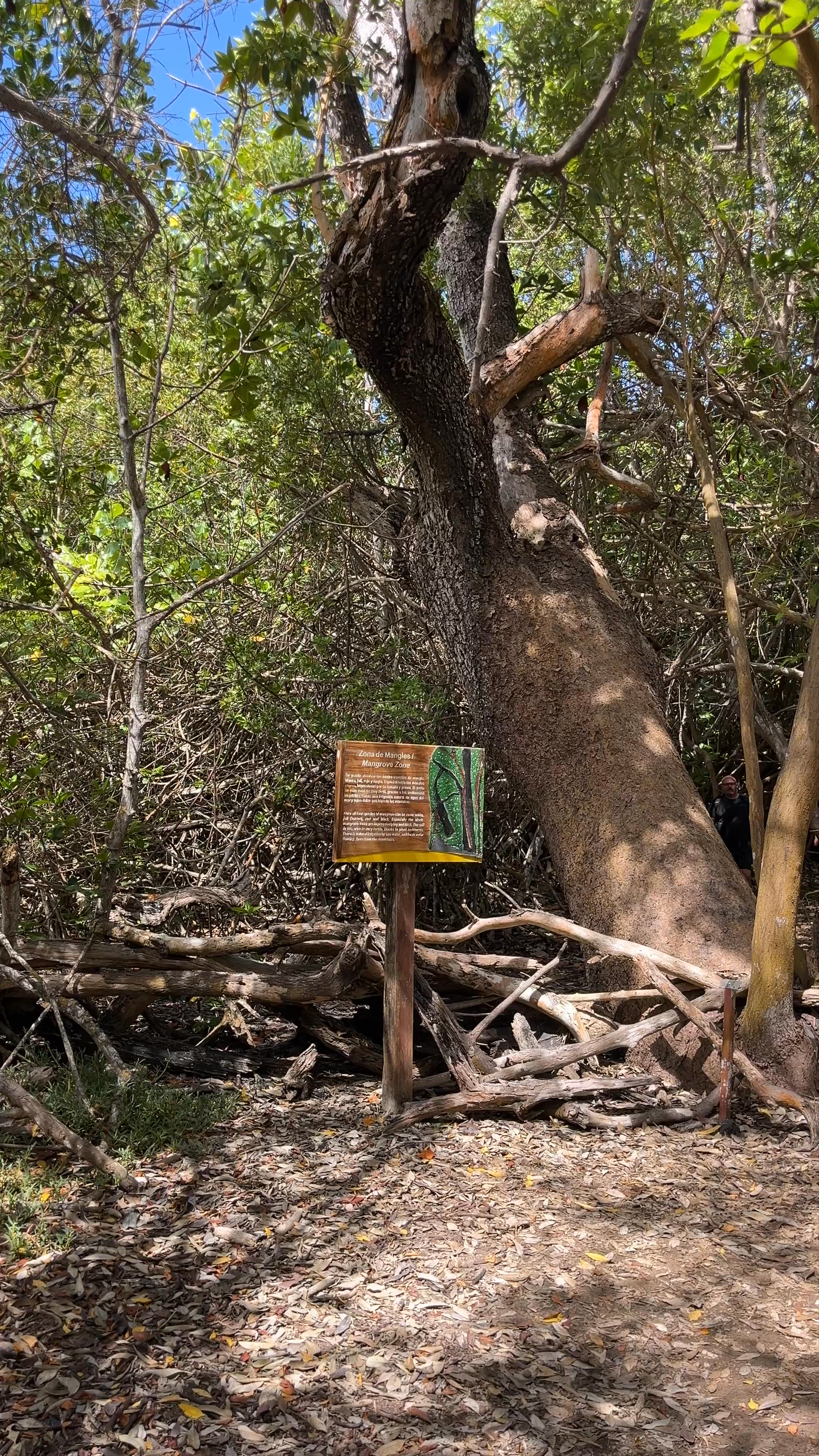 Exploring the Lush Mangrove Forests of El Estero, Ecuador