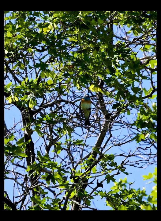 Wilderness Park - Male Lazuli Bunting singing his heart out during spring migration May 2023! - Parks Near Me - Kaysville, Utah