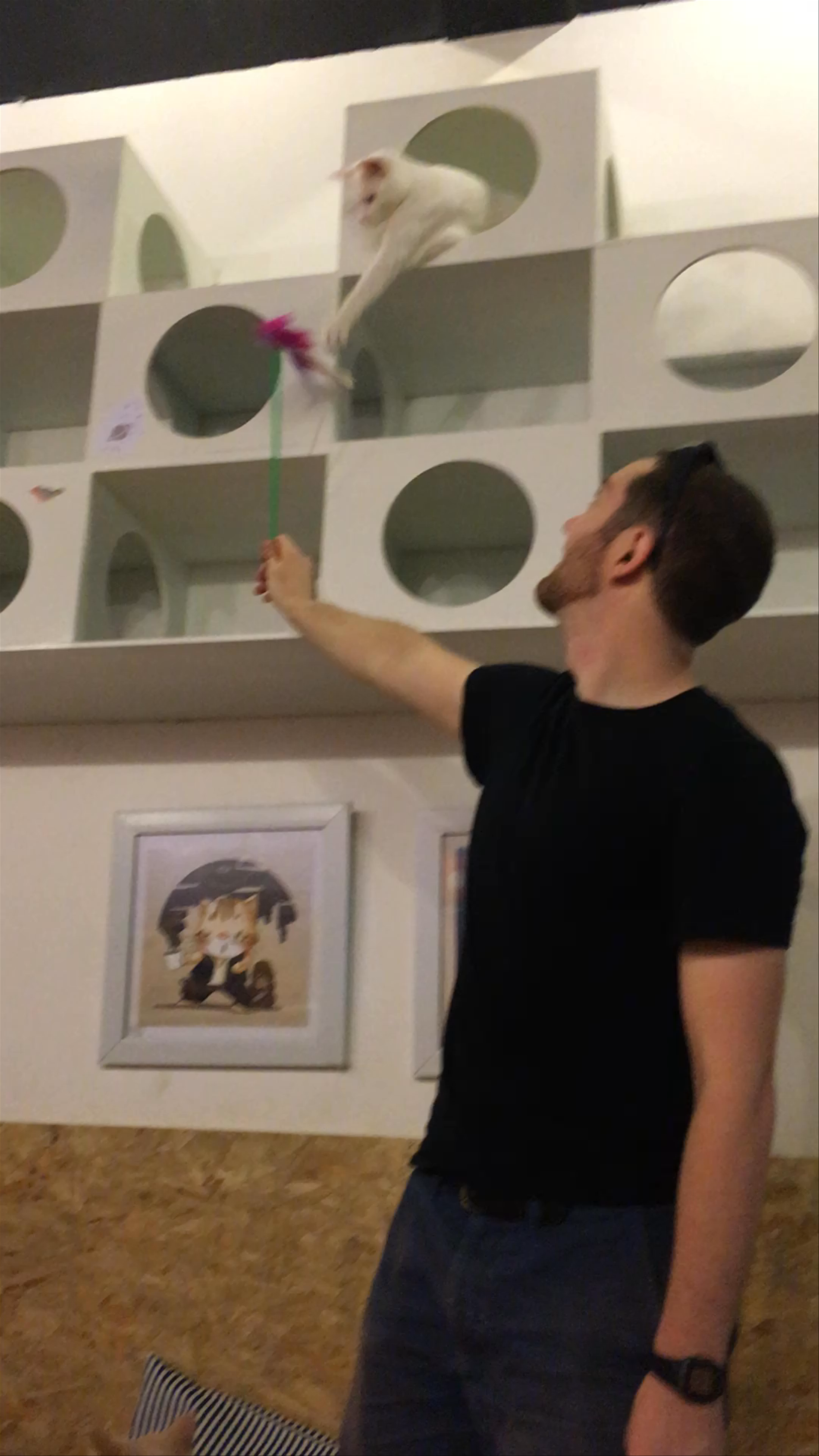 Playful Moments at Catmosphere Cat Café in Chiang Mai