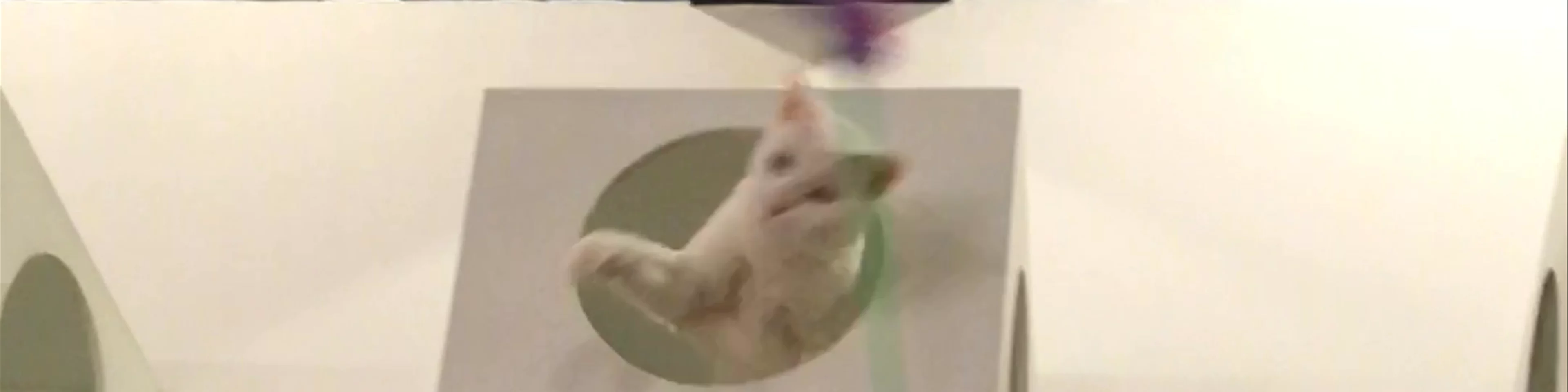 Cat Café