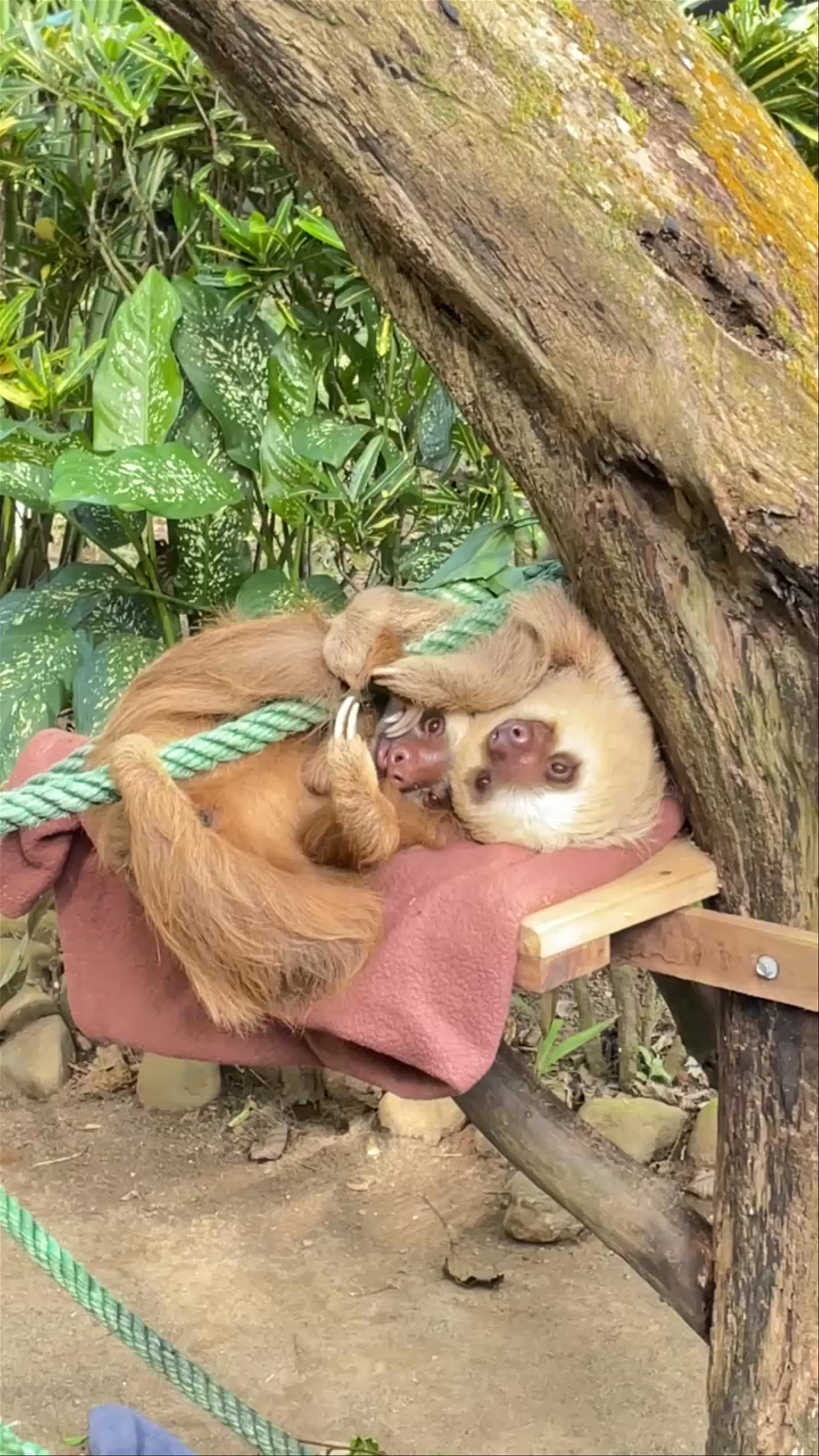 Tender Moments at Jaguar Rescue Center, Costa Rica