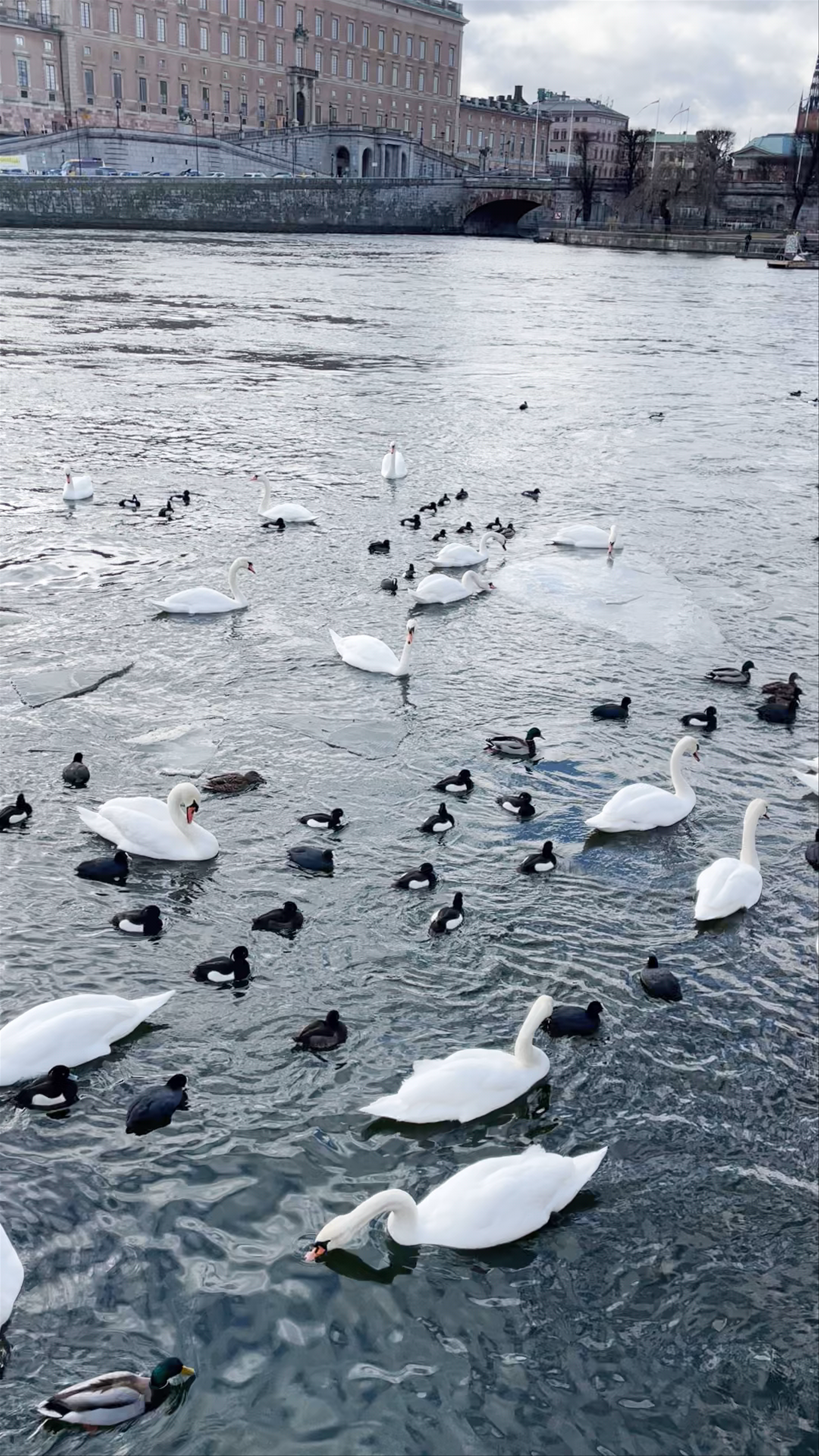 Swans and Ducks on the Water by Tre Kronor, Stockholm