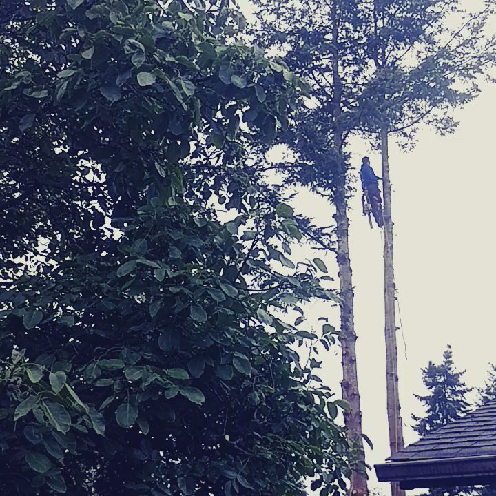Lineage Tree Care LLC - Tree Services Near Me - Monroe, Washington