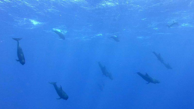 Pod of Pilot Whales poster