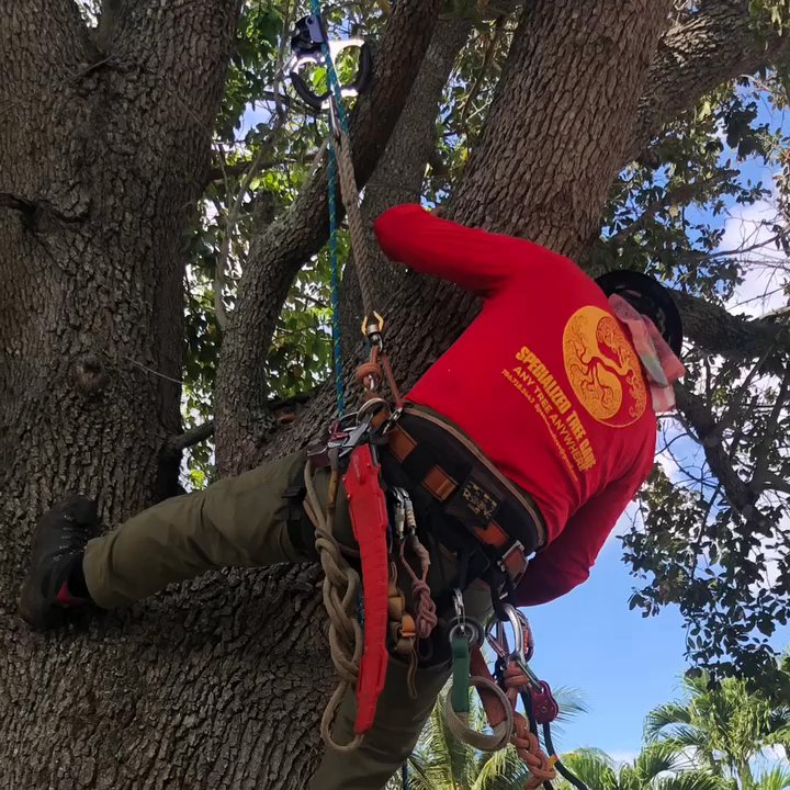 Specialized Tree Care - Cut back Oak tree off of house. - Tree Services Near Me - Doral, Florida