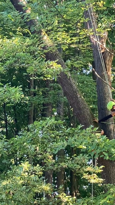Lemus Tree Service & More - Tree prep - Tree Services Near Me
