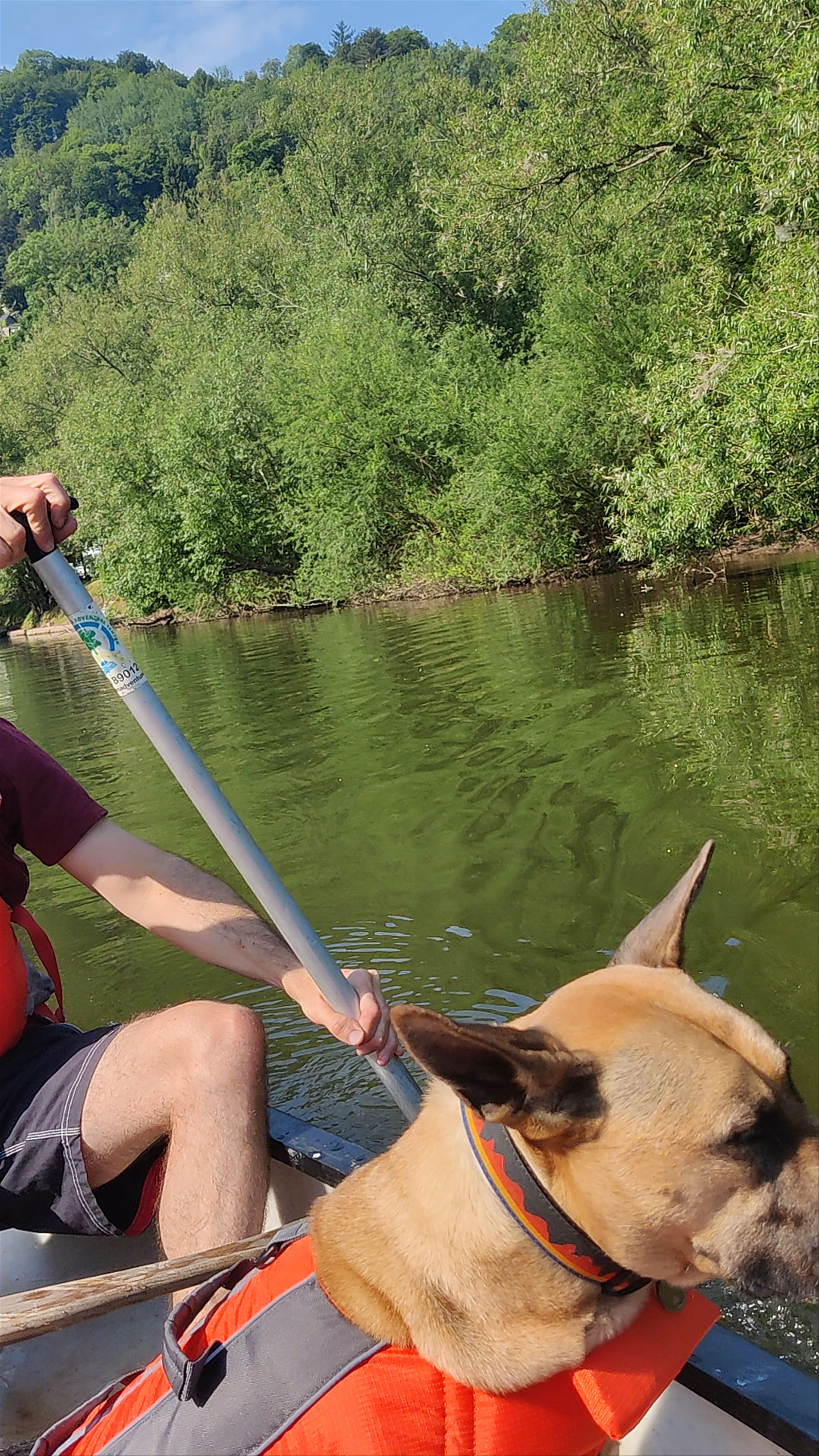 Scenic Canoeing Adventure with Canine Companion in Ross-on-Wye