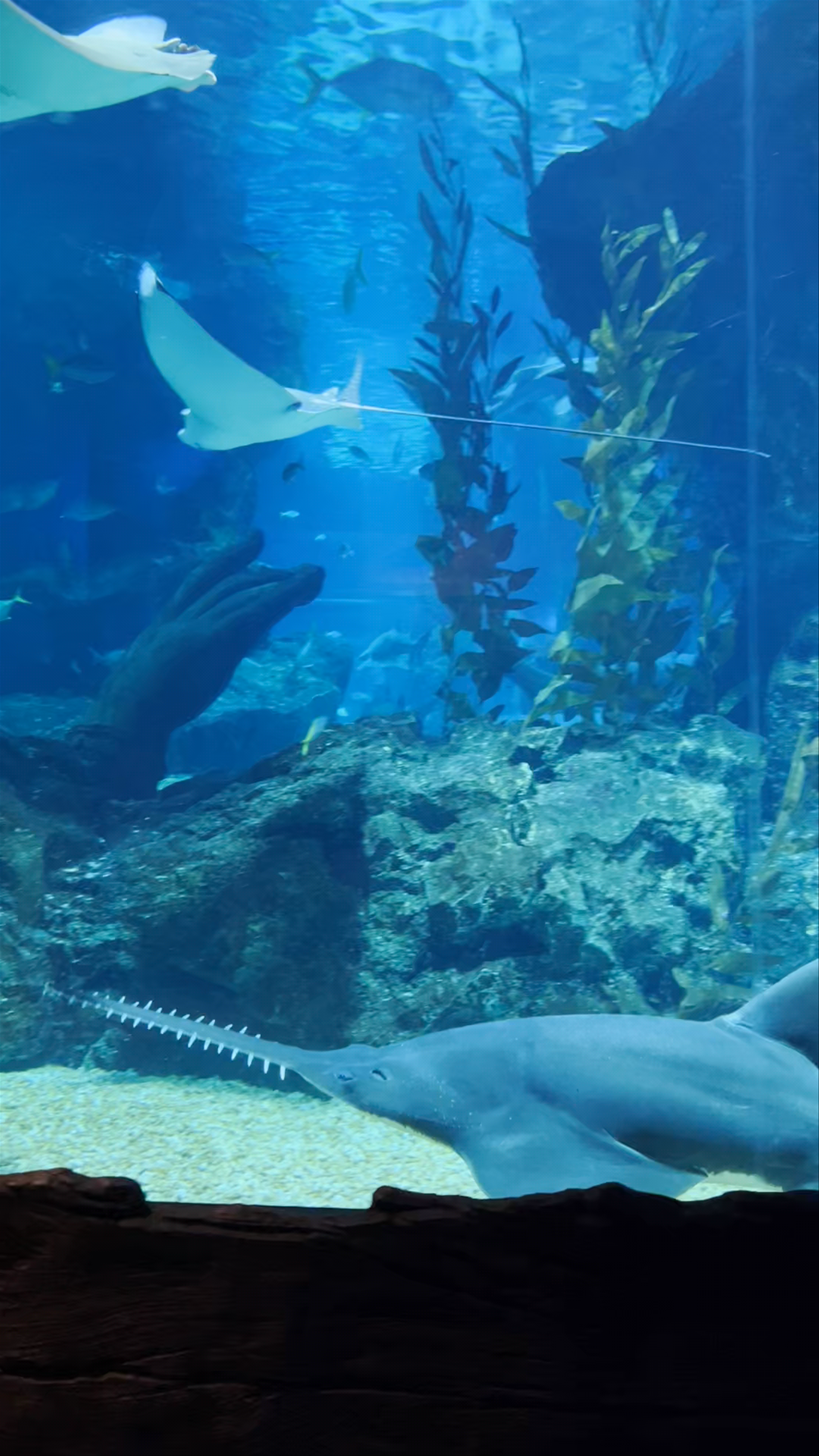 Underwater Wonders at SEA LIFE Bangkok Ocean World