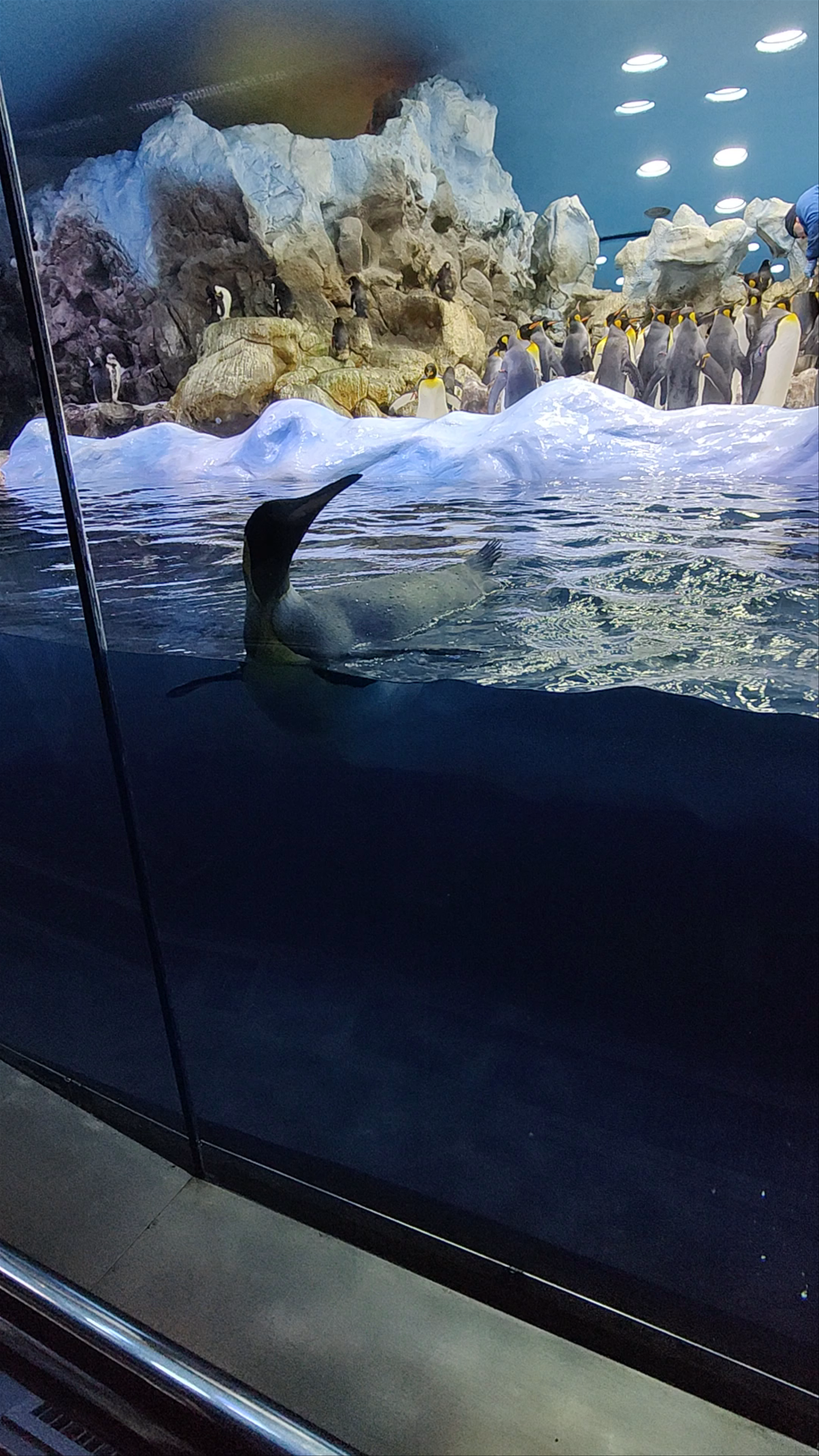 Planet Penguin