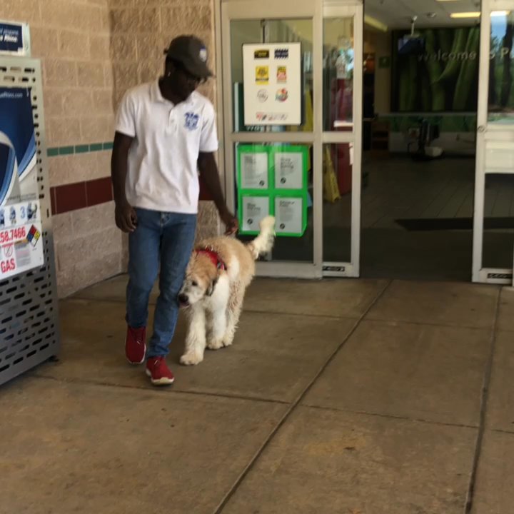 Leadjy Denis - Pet Training Near Me