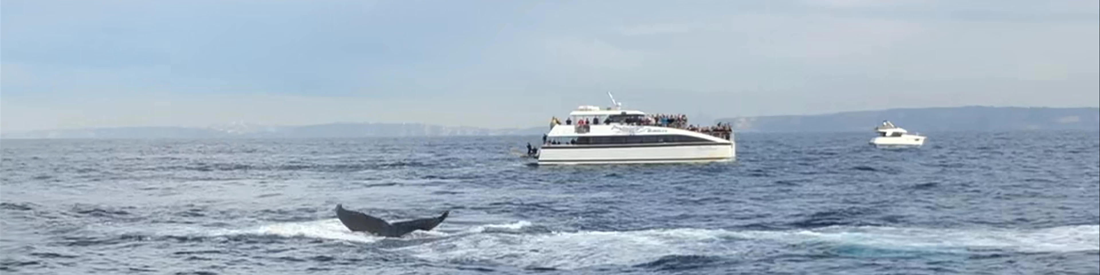 Whale Watching Sydney