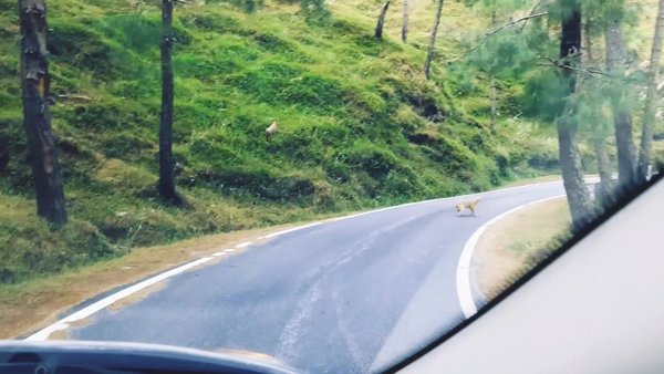 Photo of Wild Fox @Binsar #Be