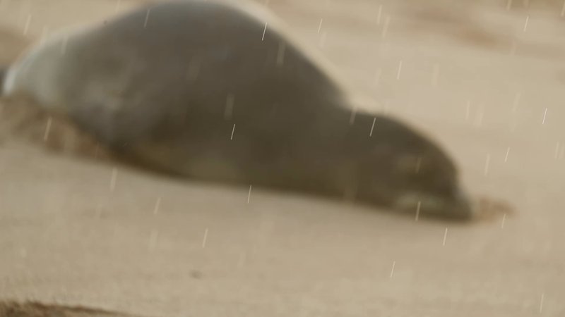 Hawaiian Monk Seal poster