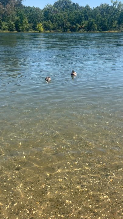 Ancil Hoffman Park - Parks Near Me - Carmichael, California