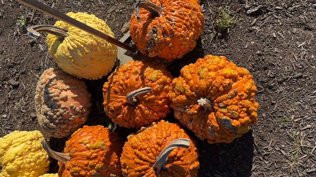 The Bloom Cafe - The beautiful fall vibes. - Ice Cream & Frozen Yogurt Near Me - Valencia, Pennsylvania
