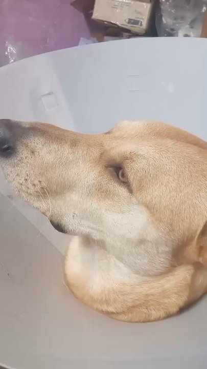 Spay Neuter Network - Jesse is making sure I know he is not happy with the cone !! Lol - Veterinarians Near Me - Dallas, Texas