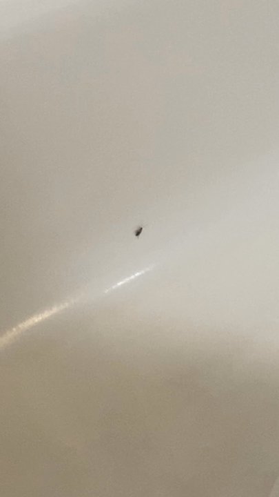 Hampton Inn Winter Haven - Not bad but definitely don't want to see bugs in my bathroom. - Hotels Near Me - Winter Haven, Florida