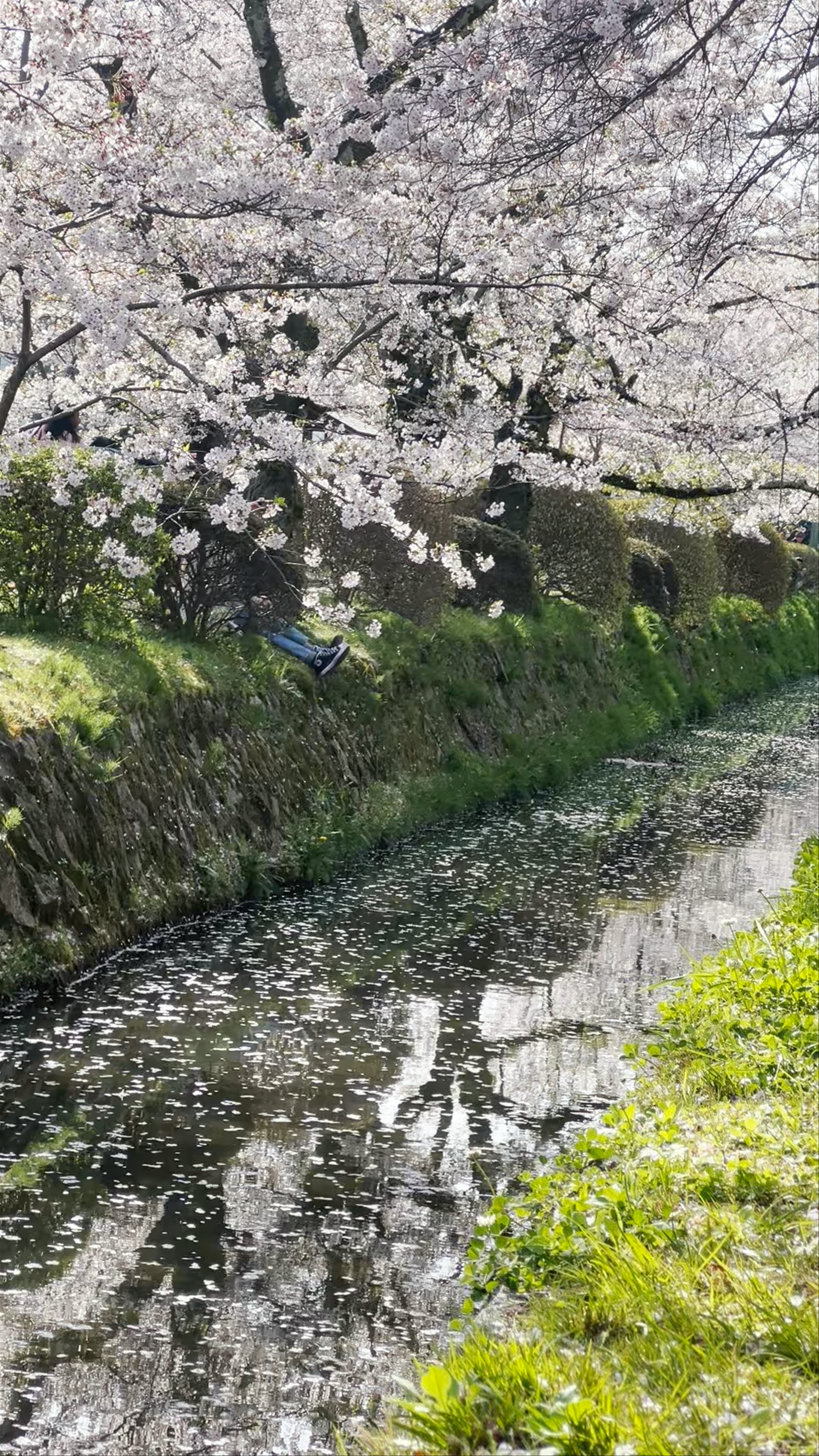 Springtime Serenity at Philosopher's Path, Kyoto