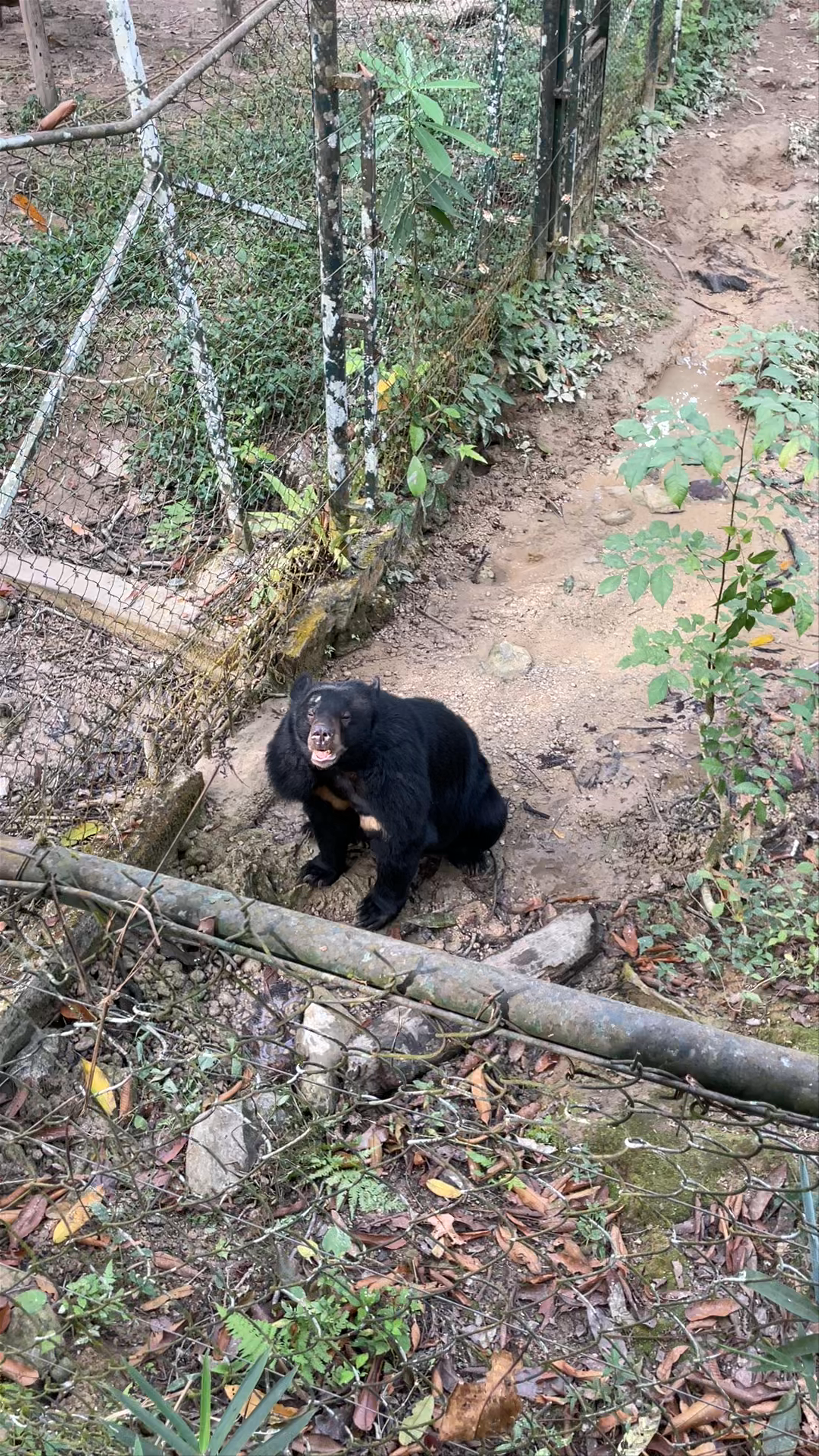 Tat Kuang Si Bear Rescue Centre - A Sanctuary for Asiatic Black Bears in Laos