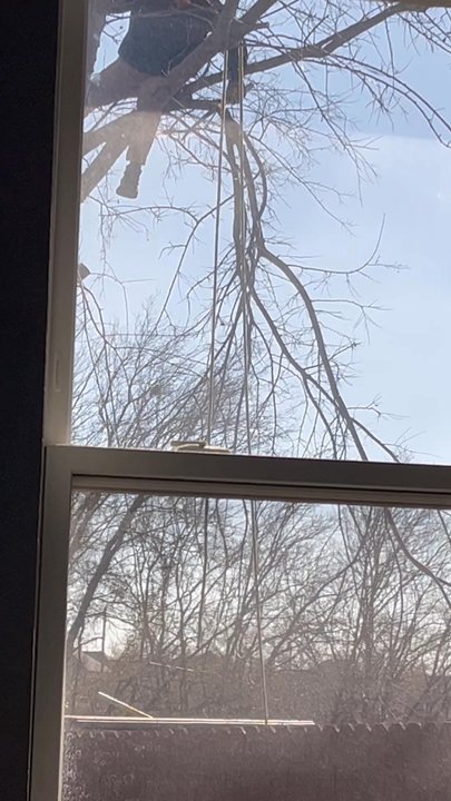 Greenview Landscaping - Dropping a limb (not roped) on the neighbor's shed. - Landscaping Near Me