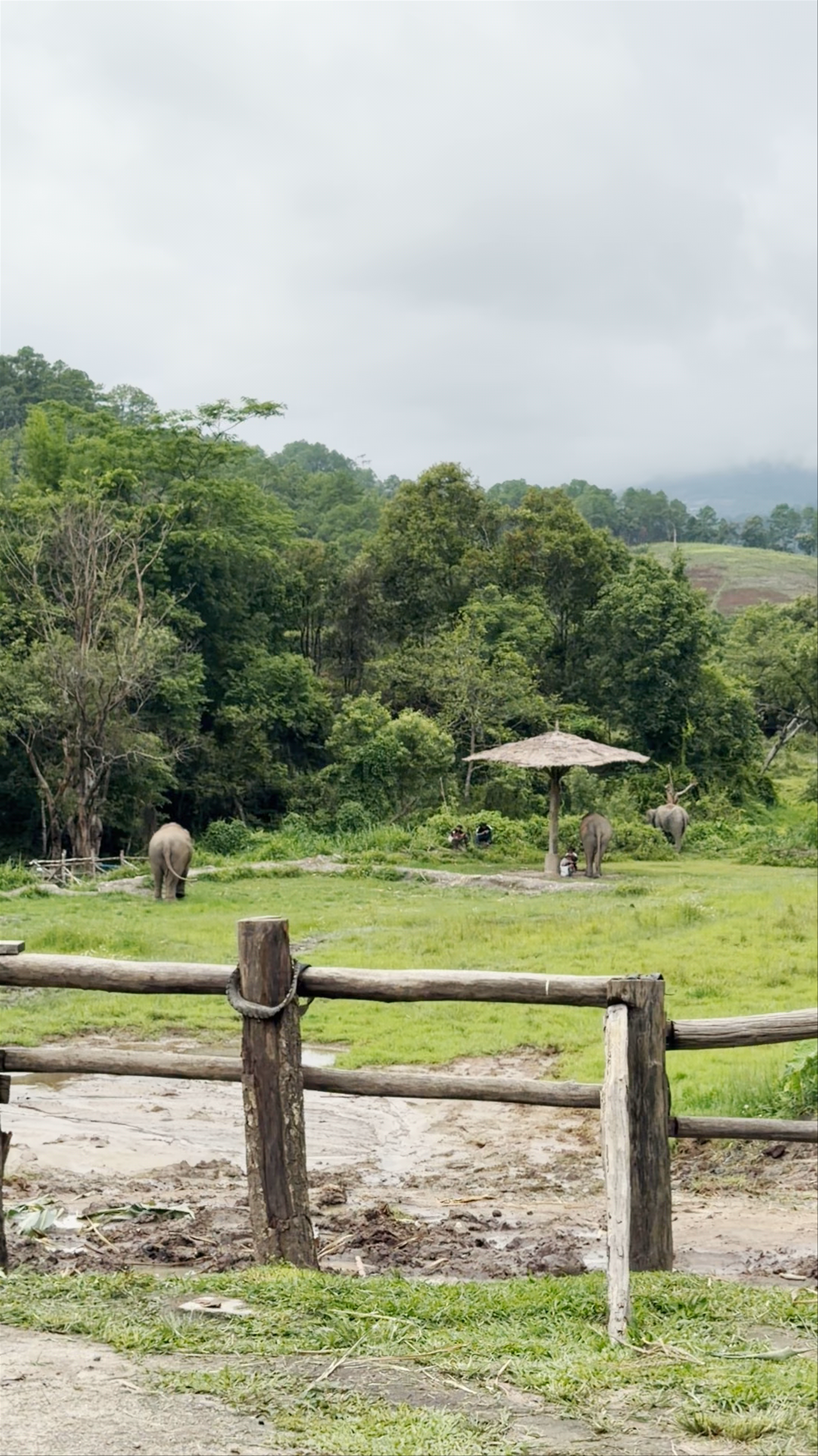 LIVING GREEN ELEPHANT SANCTUARY(BANGKOK&PATTAYA)