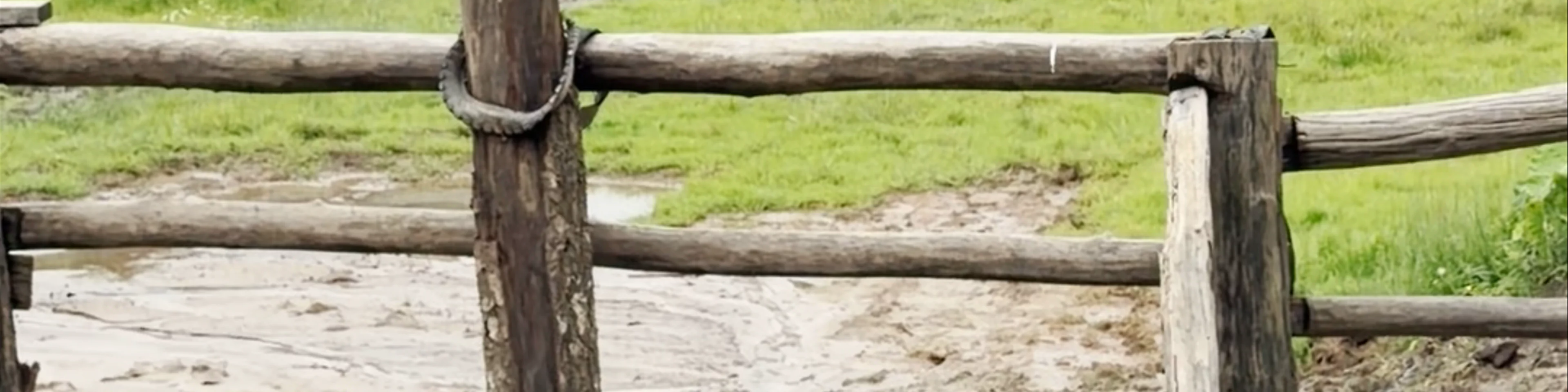 LIVING GREEN ELEPHANT SANCTUARY(BANGKOK&PATTAYA)