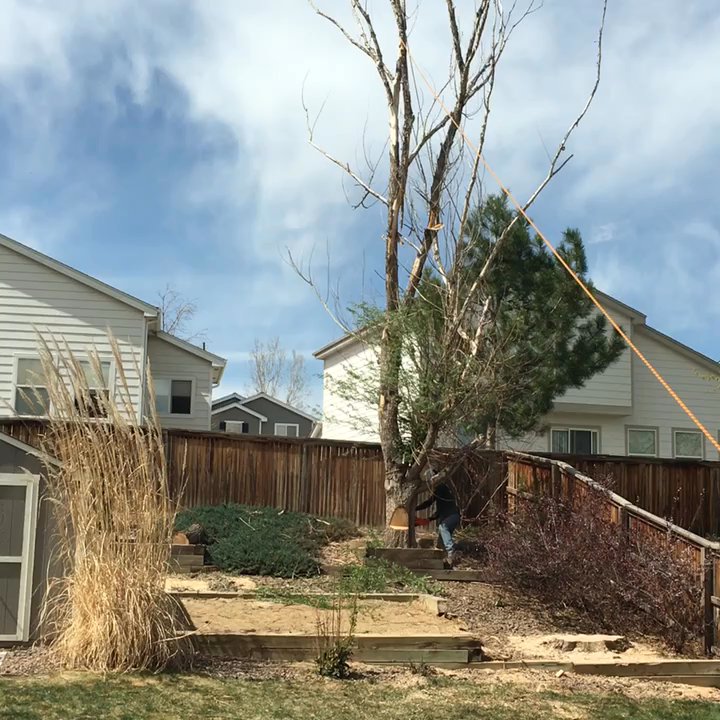 Colorado Trees - Taking down the final tree on 4/15/17 - Tree Services Near Me