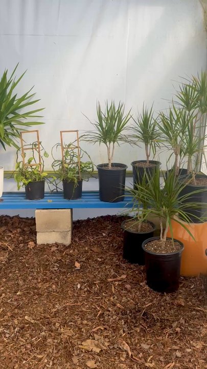 Waterwise Botanicals - Nurseries & Gardening Near Me - Bonsall, California