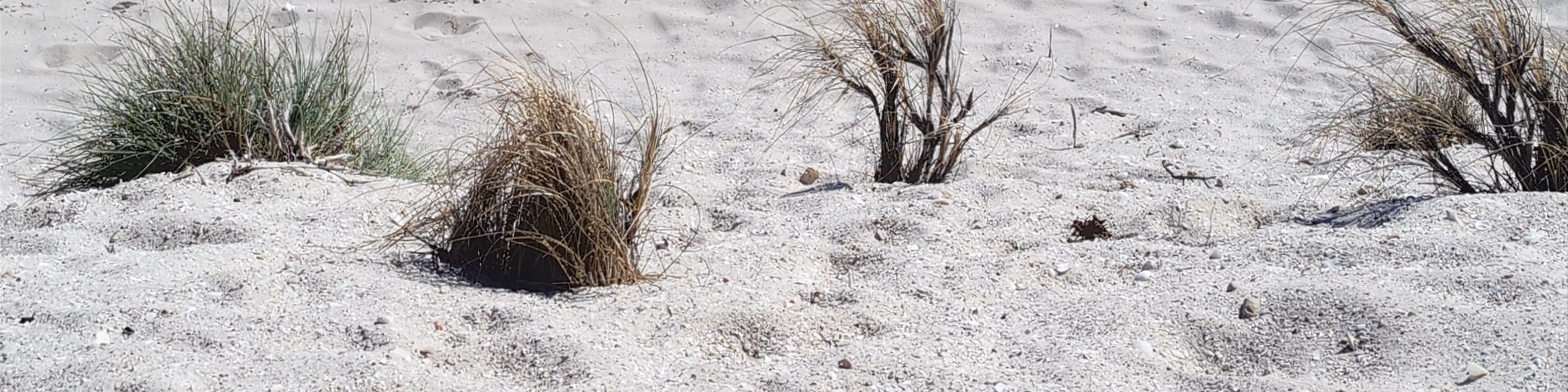 Dirk Hartog Island Eco Lodge