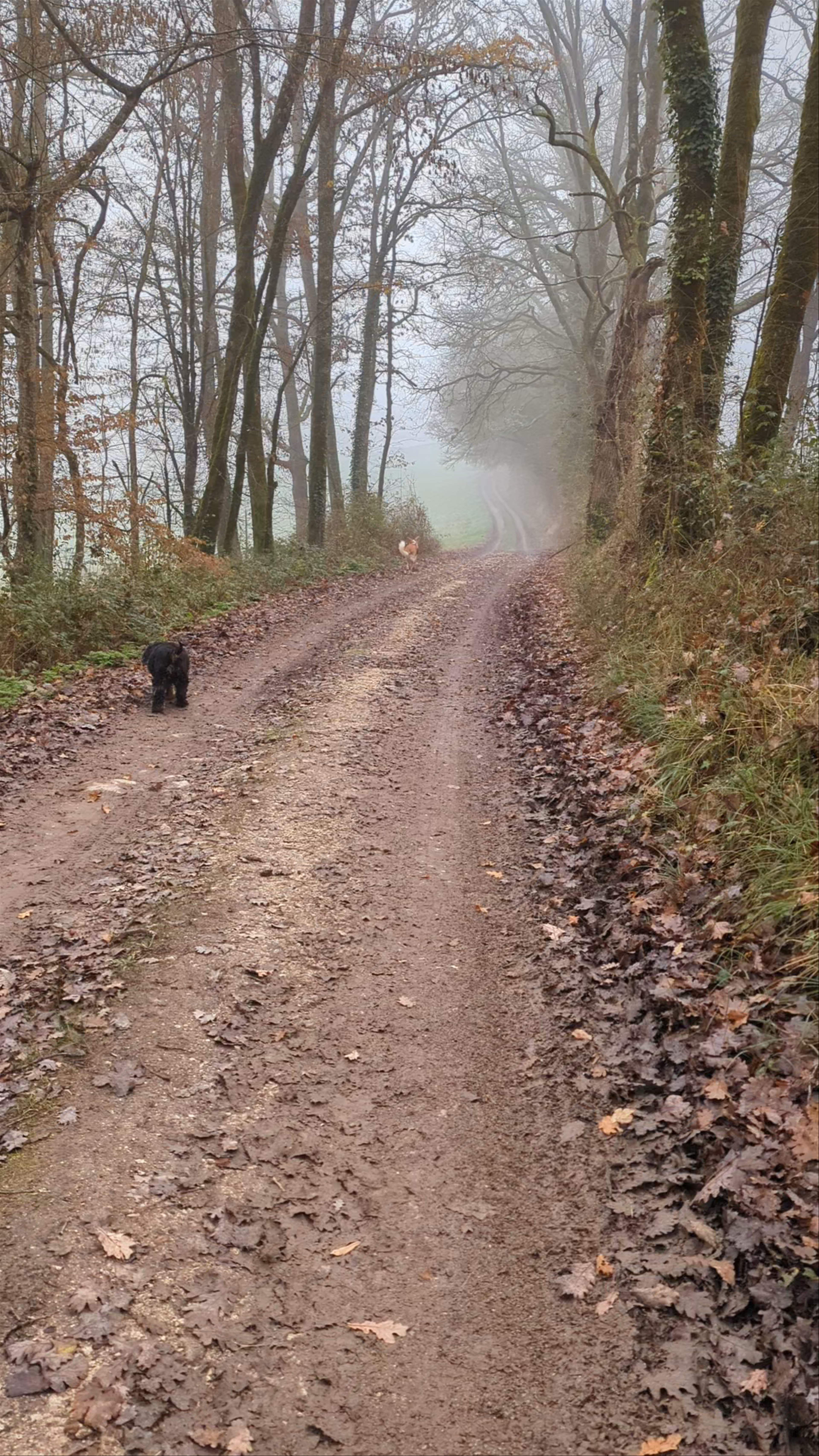 Pont sur le ruisseau des Ardailloux
