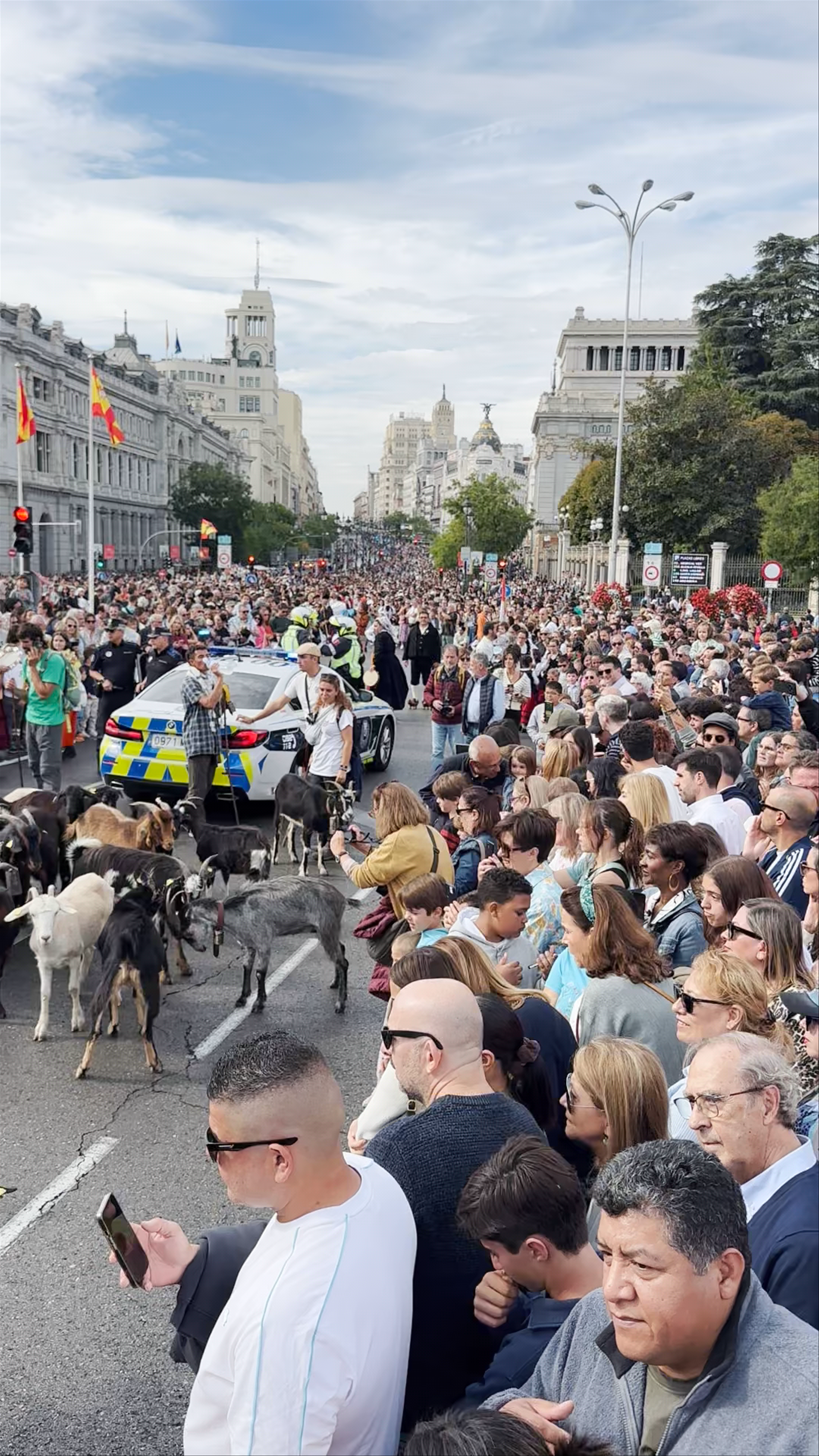 Madrid Central's Vibrant Goat Parade: A Unique Festival Experience