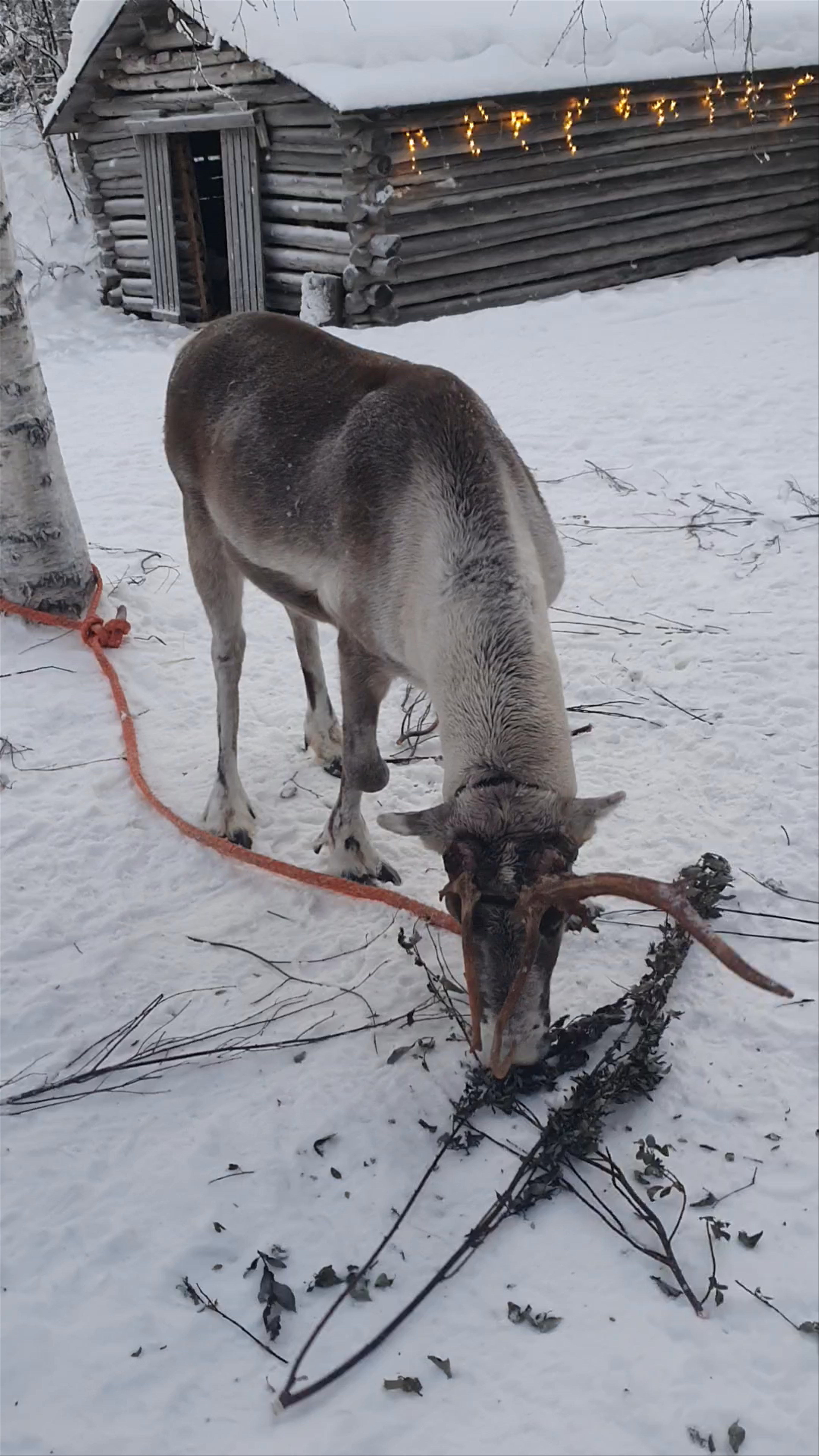 Raitola Reindeer and Husky Farm