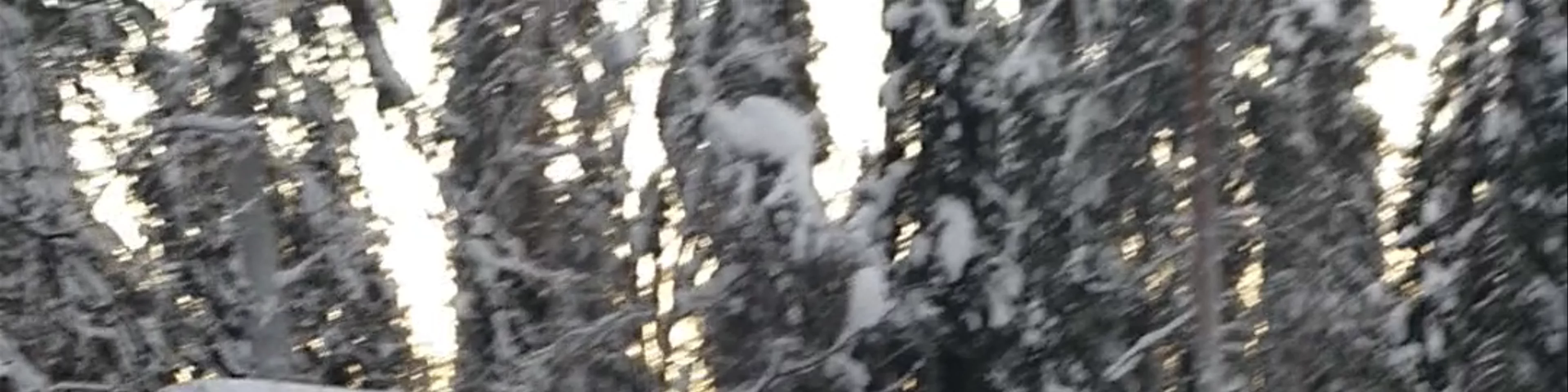 Raitola Reindeer and Husky Farm
