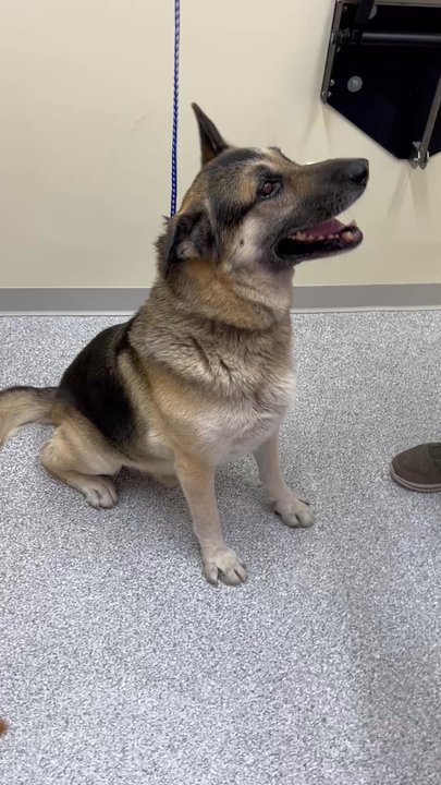 Rosecrans Veterinary Clinic - Look at how good Ghost is at his RVC visit. - Veterinarians Near Me - Hawthorne, California