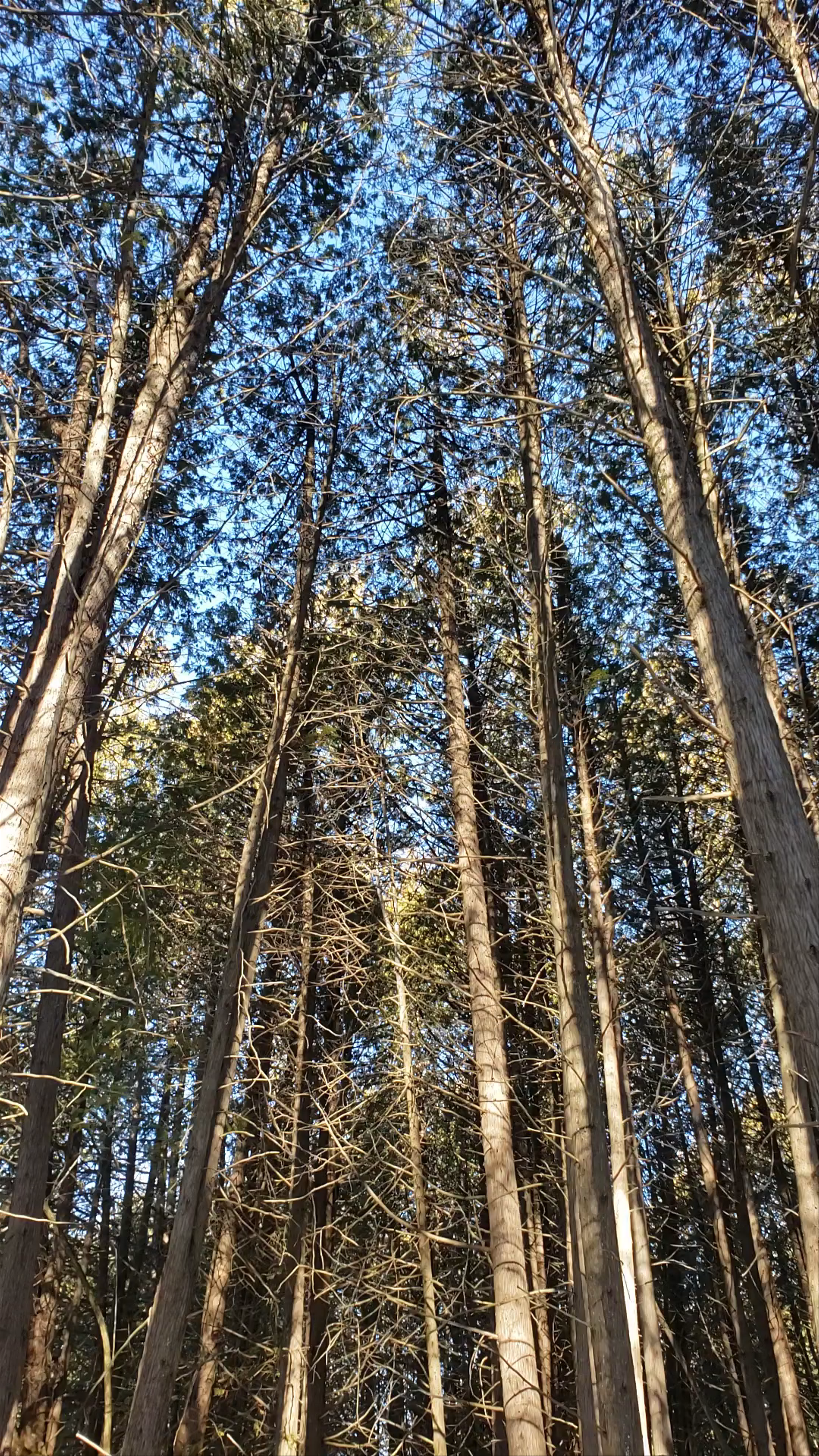 Greenwood Conservation Area