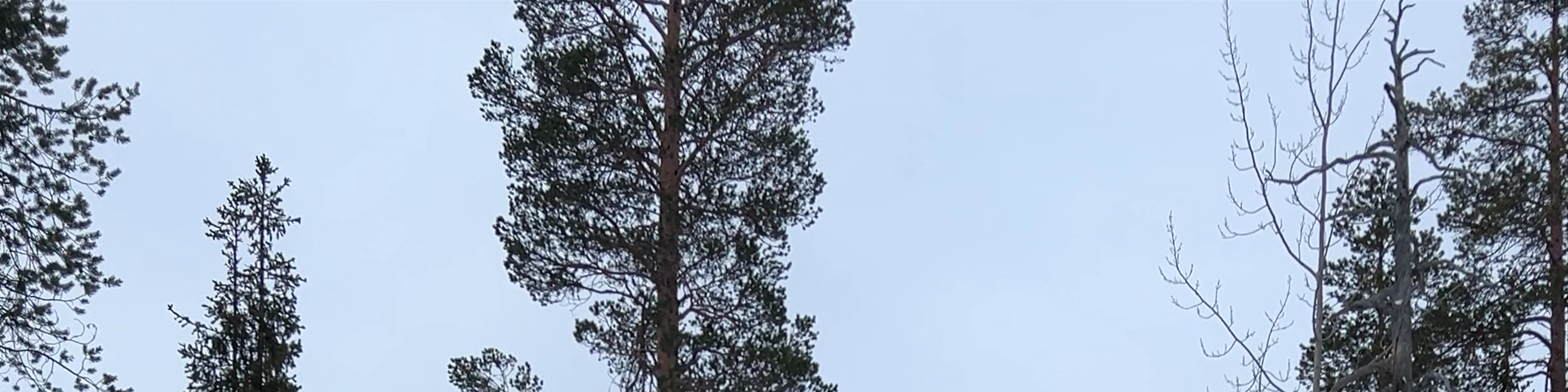 Rovaniemi