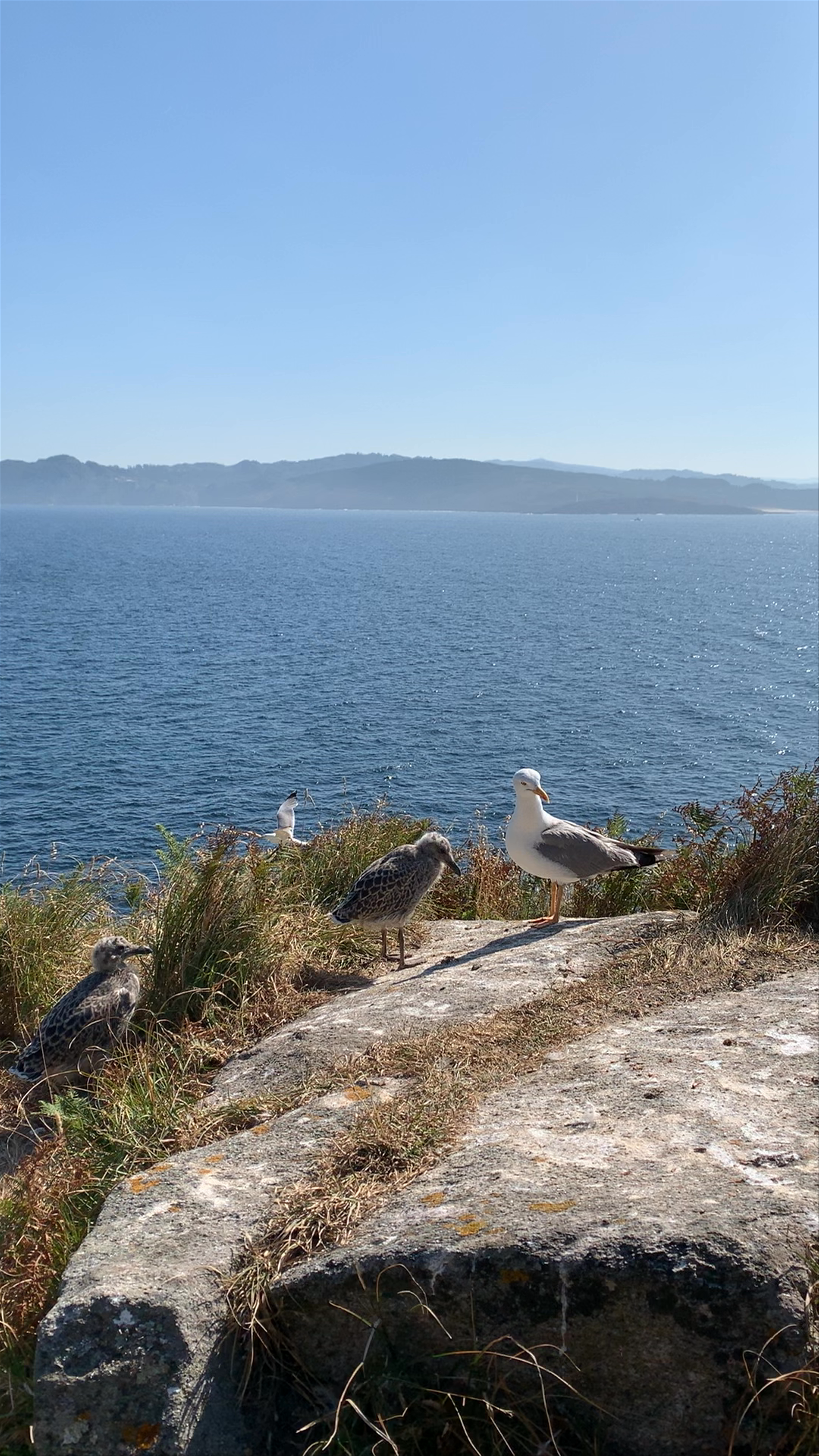 Faro do Peito
