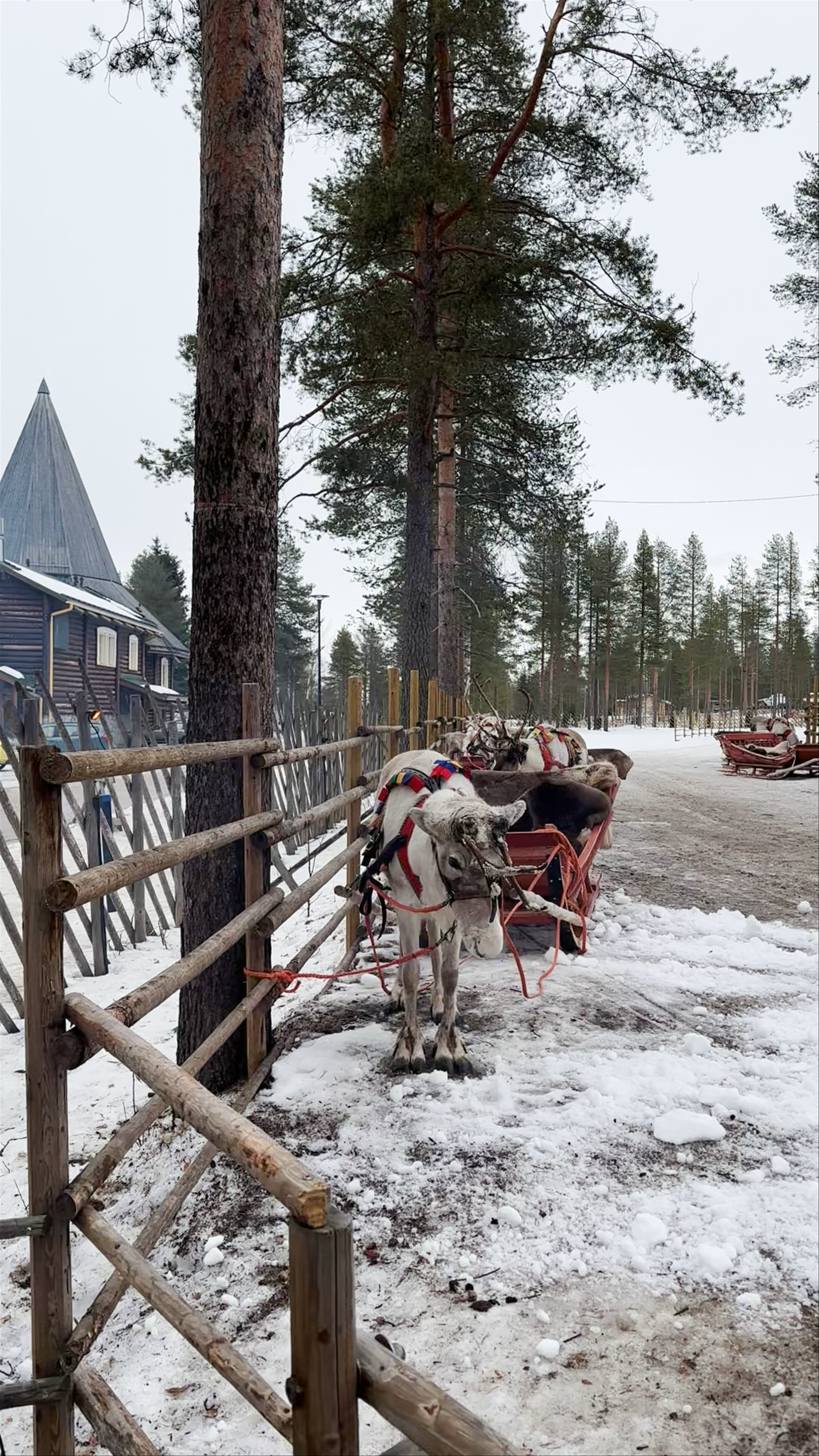 Reindeer Sleigh Ride at Santa Claus Village in Rovaniemi, Finland
